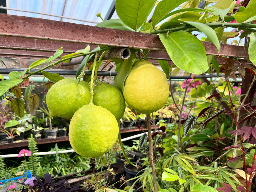 Гигантские наливные лимоны созрели в воронежском ботсаду