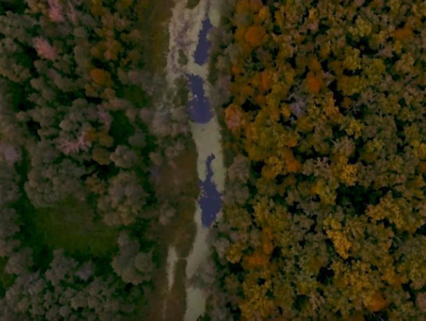 Красота воронежского заповедника с высоты птичьего полета попала на видео