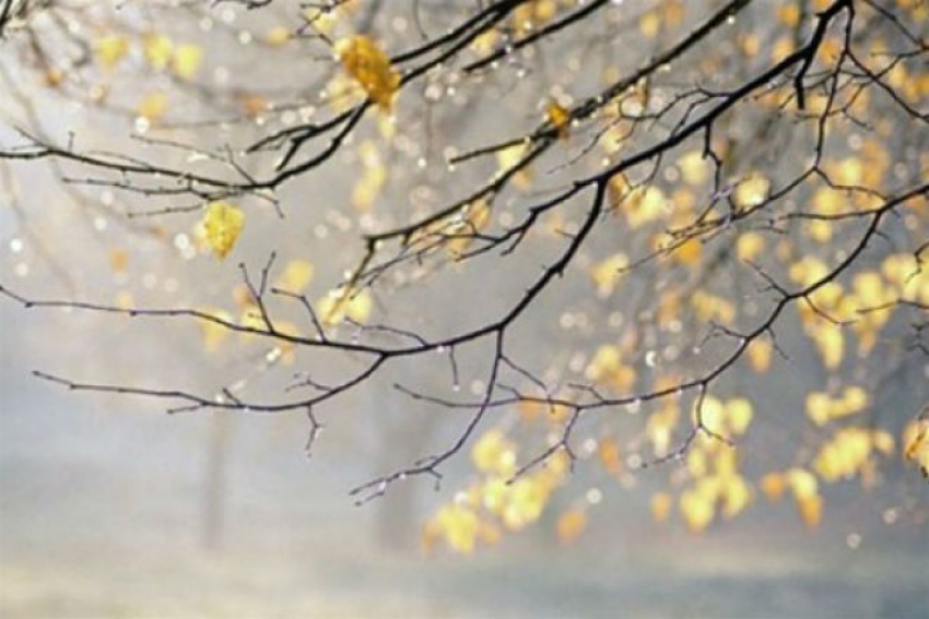 На следующей неделе в Воронеже потеплеет