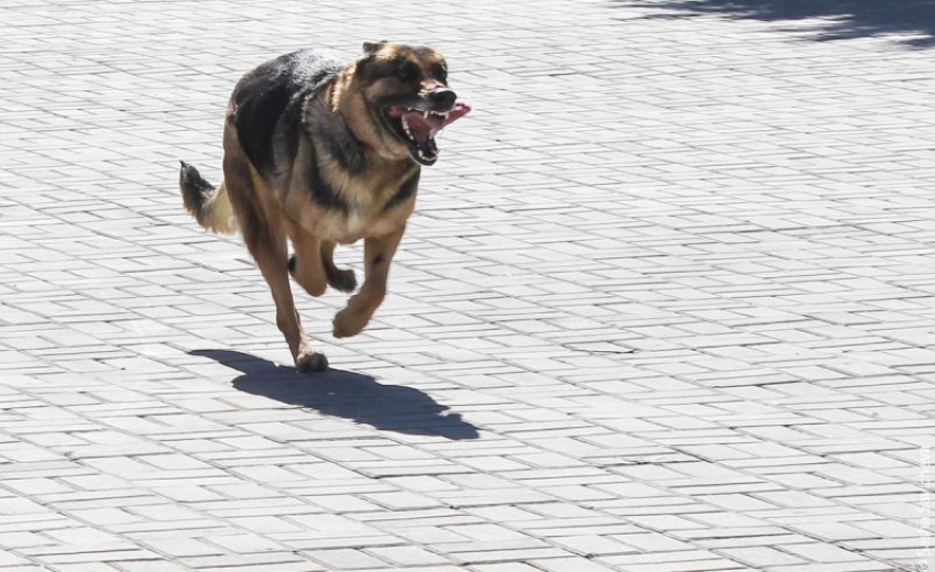 Карантин по бешенству ввели в очередном поселке под Воронежем