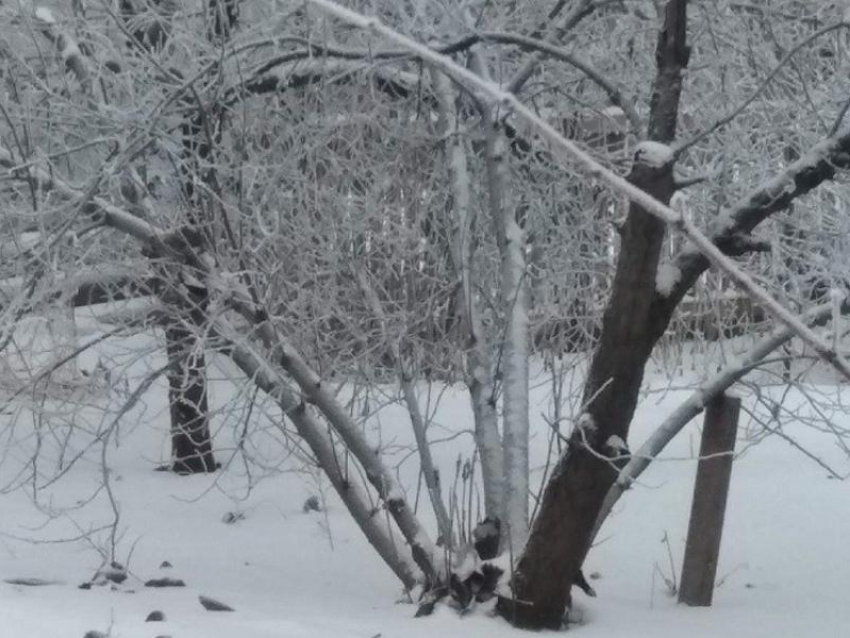 Осина стойко выдерживает натиск дождей и снегопадов. Снегопад. Воронеж зимой. Сильный ветер. Сильный снегопад.