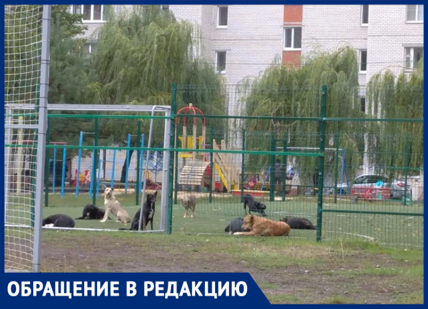 Зубастая десятка: стая собак оккупировала детскую площадку в Воронеже 
