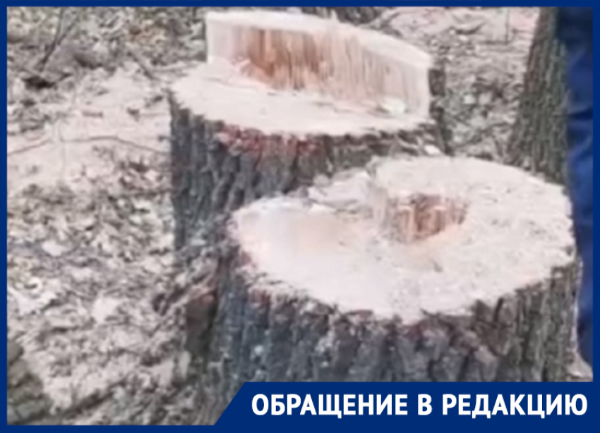 Здоровые дубы вместе с сухими вырубили в Воронеже