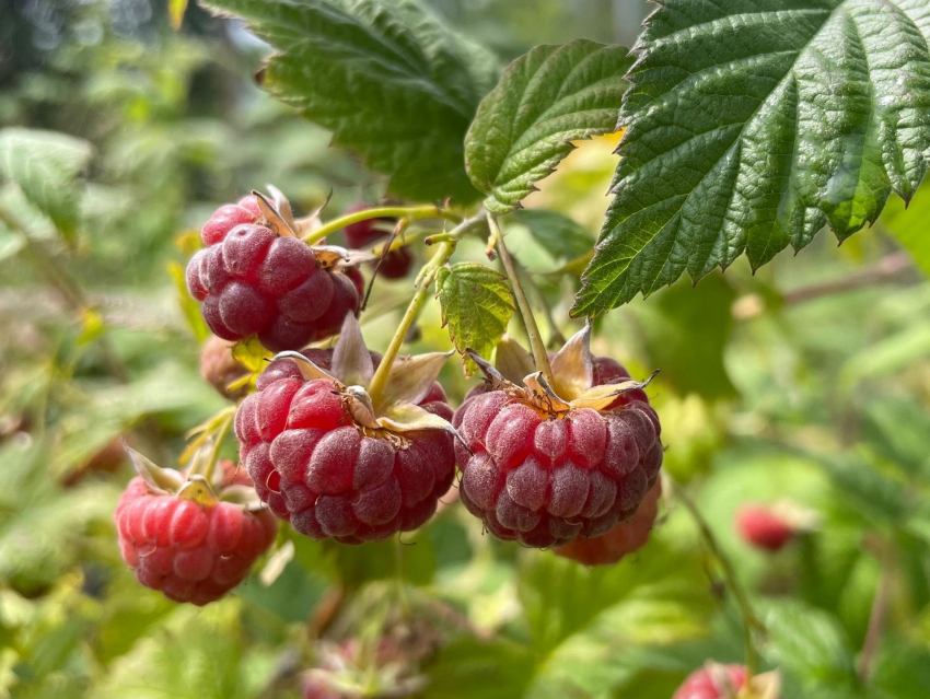 Опубликован подробный путеводитель по вредителям ягодных культур