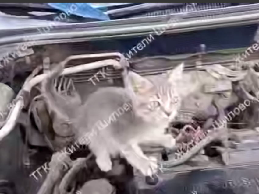 Пушистый «автомеханик» замечен в автомобиле в Воронеже