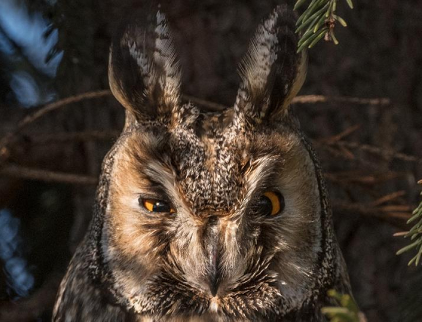 Фото удивительной совы воронежского фотографа оценили в популярном журнале National Geographic 