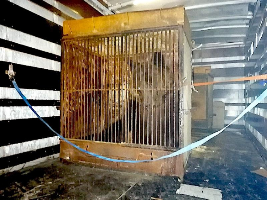 Медведица, енот и козел после смерти воронежской дрессировщицы оказались у ленинградских волонтеров 