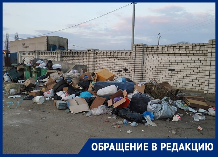 Огромная помойка стала местом притяжения бродячих псов в Воронеже