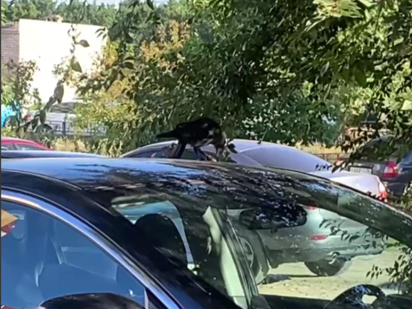 Мстительная ворона попала на видео в Воронеже