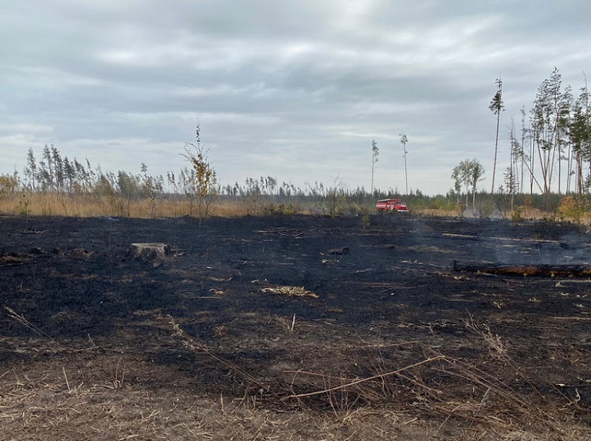Условные сроки получили 5 поджигателей за уничтожение леса под Воронежем