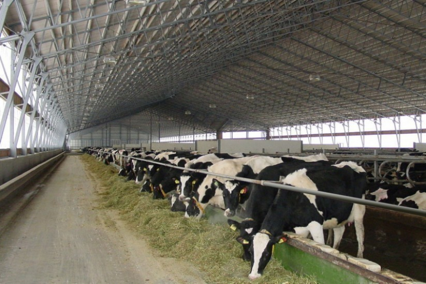 В Воронежской области коров доили в антисанитарных условиях