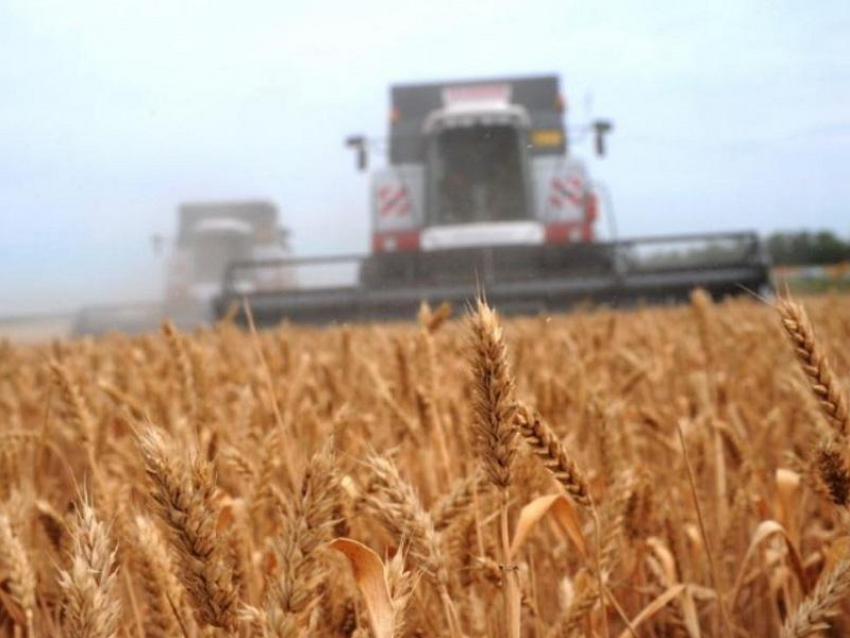 Более 500 тысяч тонн зерна собрали воронежские аграрии 