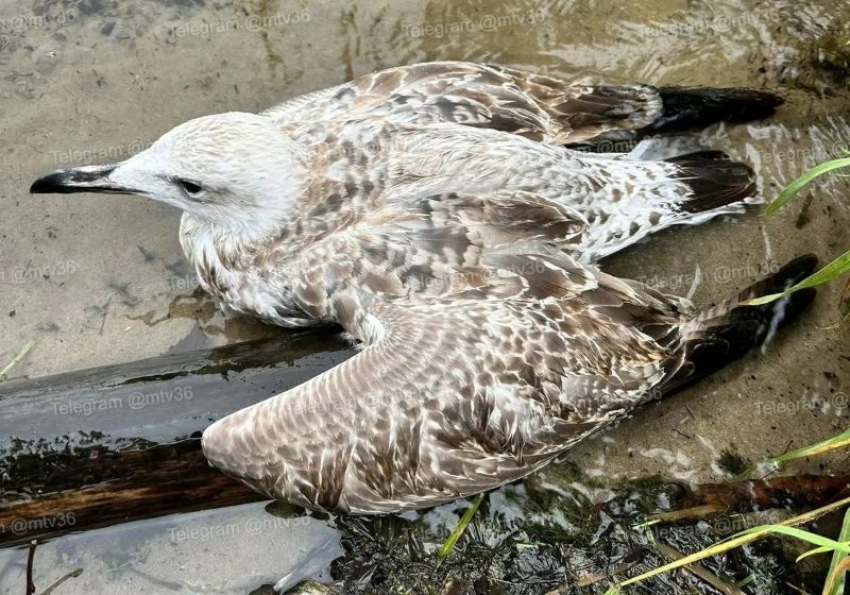 Живодёры подстрелили чайку в Воронеже
