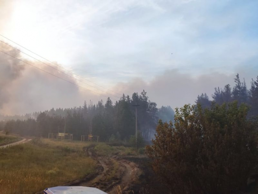 Стадо телят погибло в мощном лесном пожаре в Воронежской области
