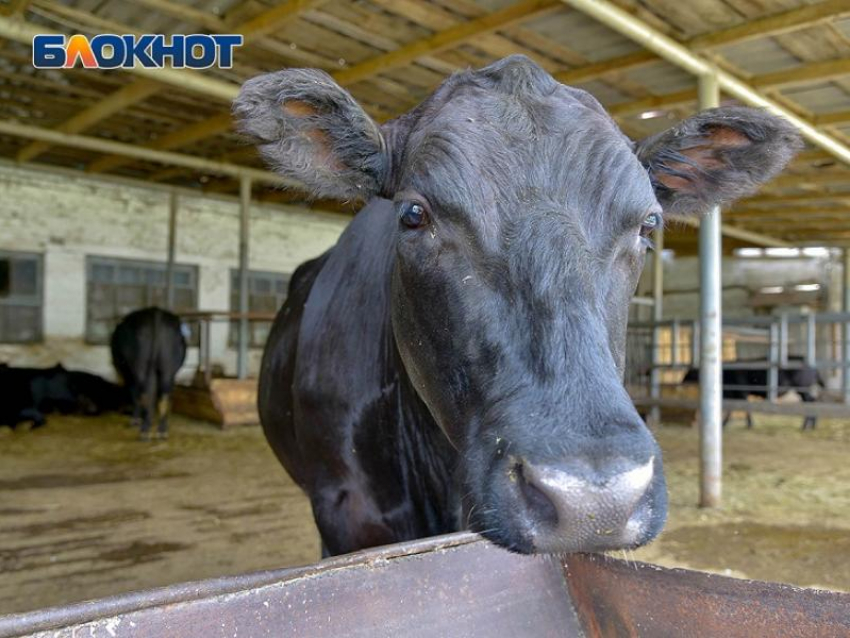 Очаг бешенства обнаружили в воронежском селе