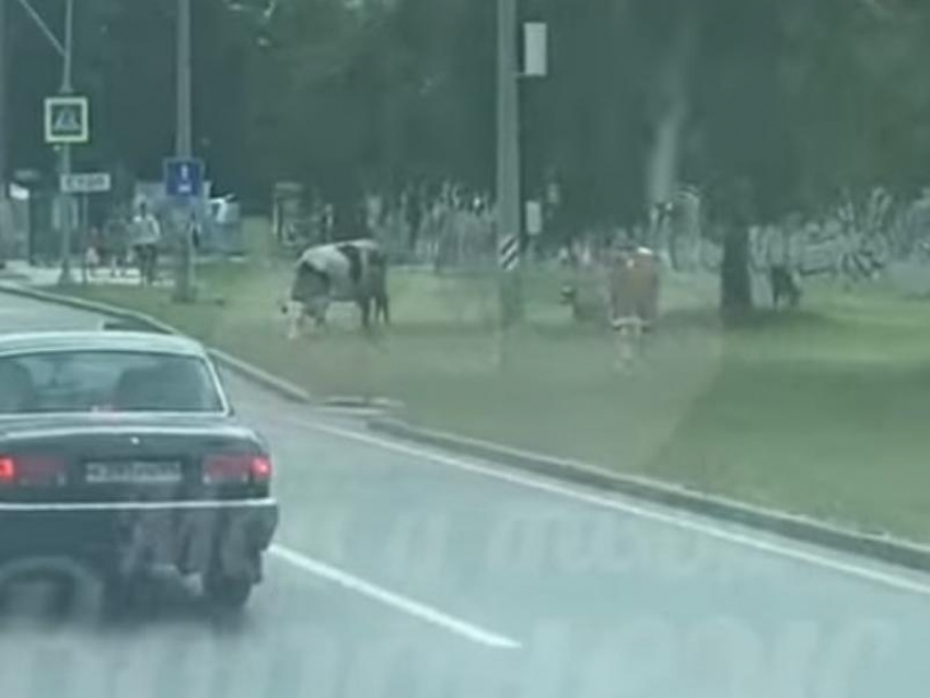 Пастбище коров возле дороги удивило жителей воронежского микрорайона