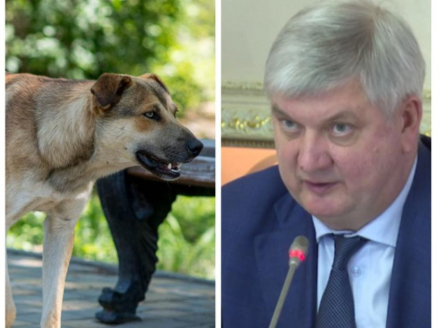 Закон, решающий судьбу бродячих собак, принят в первом чтении: что это значит для Воронежа