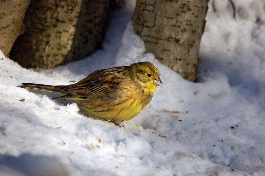 Погода в Воронеже: в концу недели будет около 0°С