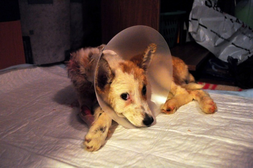 Хождение по мукам. Несчастного щенка Лису перевезли на лечение в Москву