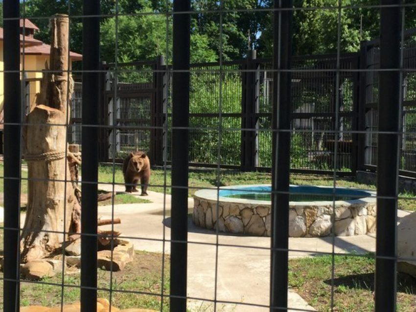 Медведицу Машу переселили в шикарный вольер в Воронежском зоопарке 