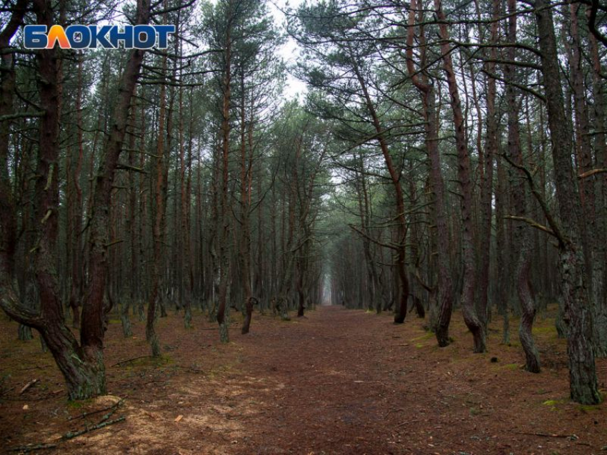 До конца лета введут запрет на въезд на машинах в леса Воронежской области