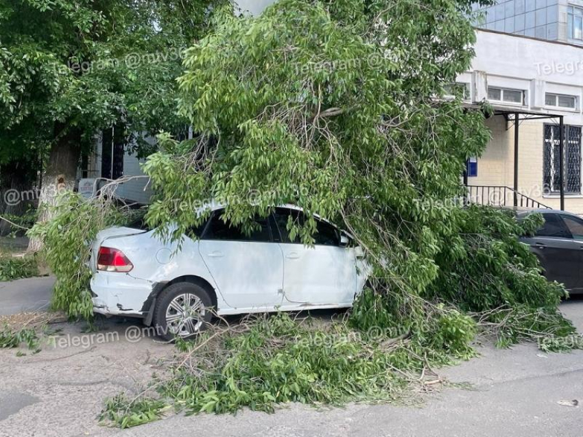 Дерево рухнуло на легковушку у детской поликлиники в Воронеже