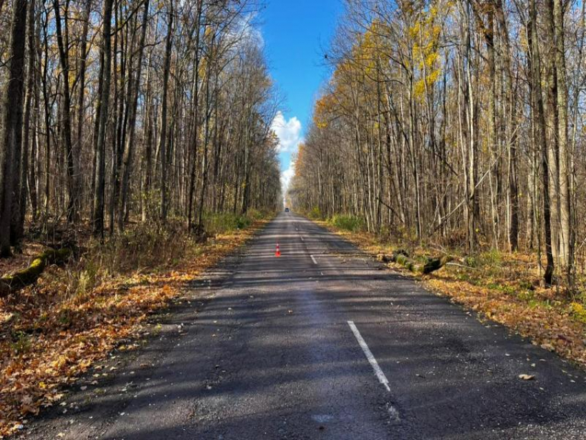 Внезапное дерево внесло коррективы в маршрут автолюбителя в Воронежской области