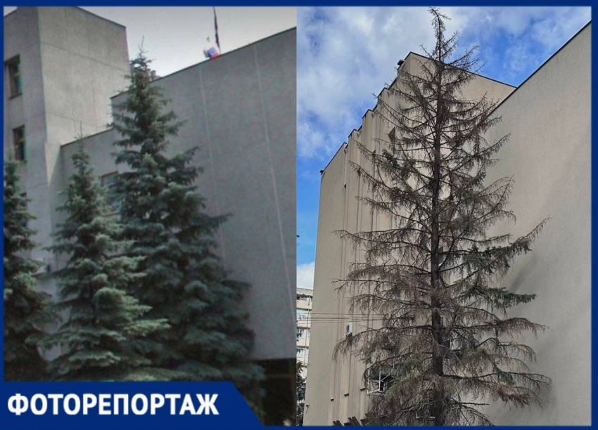 Кладбище хвойных деревьев может появиться под окнами депутатов в Воронеже