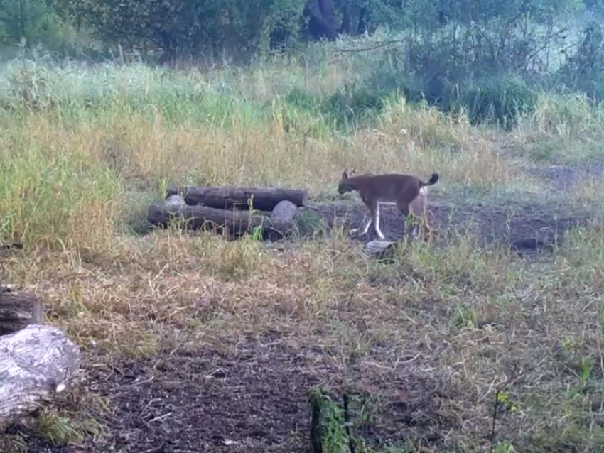 Появление самца рыси попало на камеру в Воронежском заповеднике