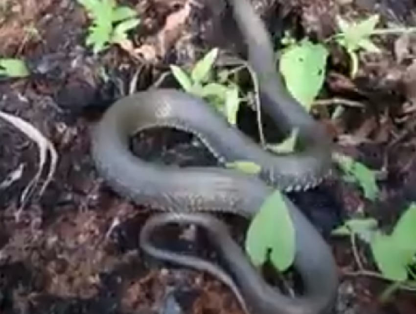 Охоту на гигантских и агрессивных змей показал парень под Воронежем