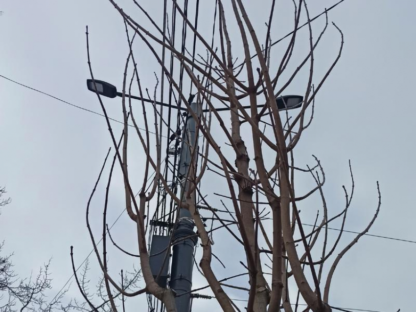 Мэрия Воронежа успокоила горожан – деревья на проспекте Революции не будут расти в провода