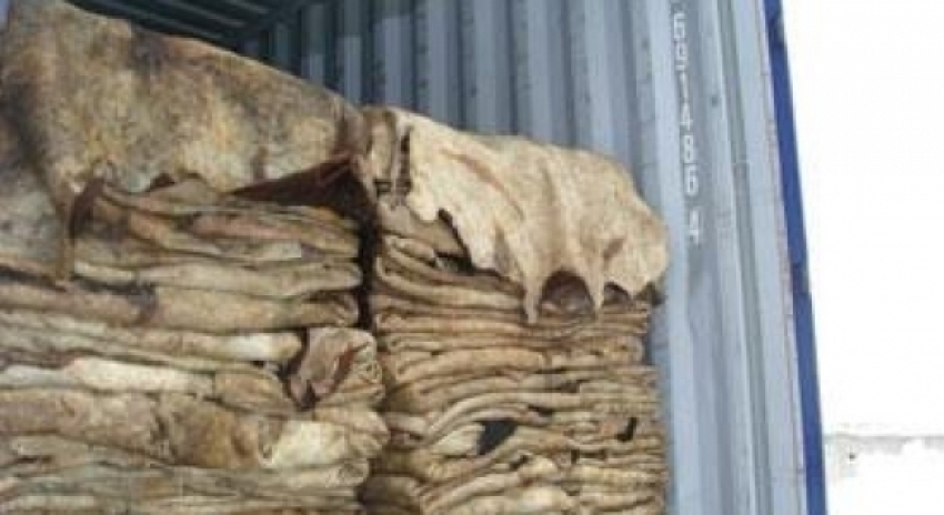 На трассе под Воронежем задержали мужчину с 14 тоннами шкур крупного рогатого скота