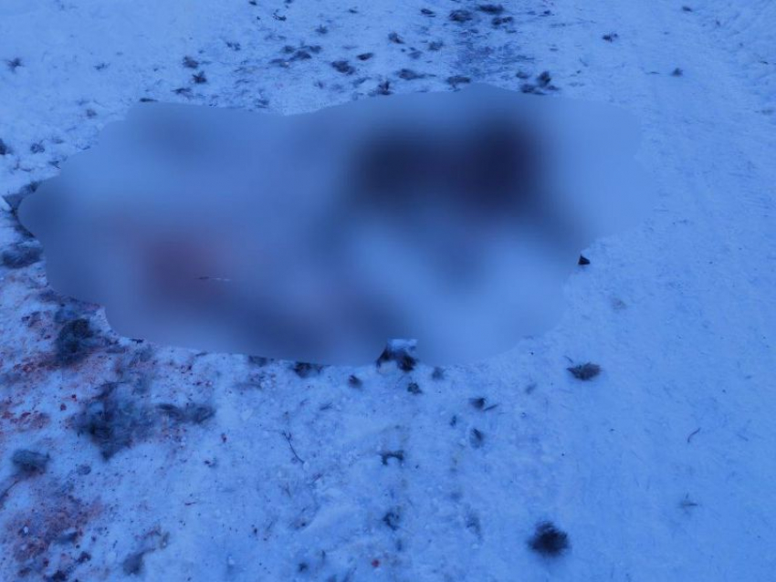 Бездомные собаки растерзали косулю в поселке под Воронежем