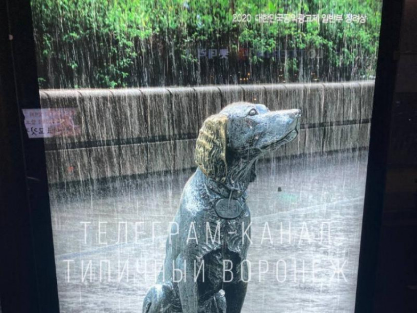 Воронежского Бима показали в Южной Корее