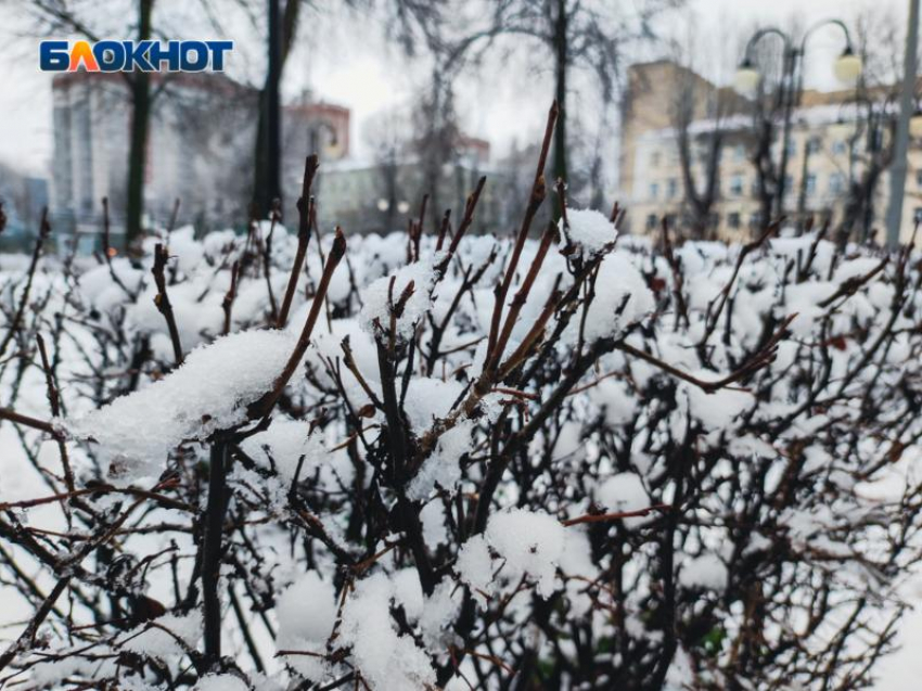 Плюсовая температура накроет Воронеж перед Новым годом 