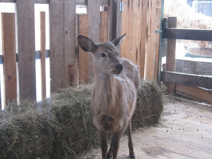 В Воронежском зоопарке появились экзотические пернатые и самка пятнистого оленя