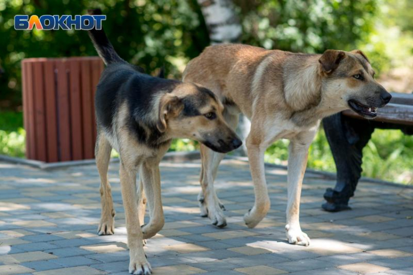 Массовый отлов бездомных собак стартует в Воронежской области