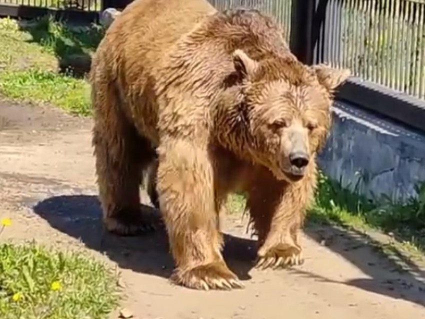 Как медведей готовят к спячке, показали в Воронежском зоопарке