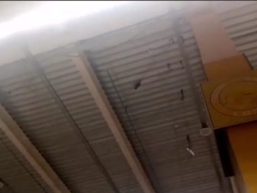 Жестокий отлов птиц с помощью сетки сняли в магазине  Воронежа 