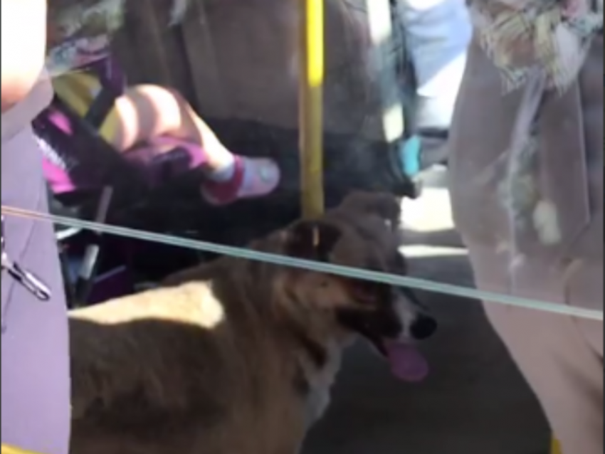 Необычного пассажира-безбилетника сняли на видео в воронежском автобусе