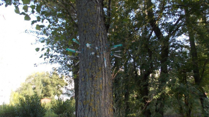 Дерево из шприцов на Левом берегу города шокировало воронежцев