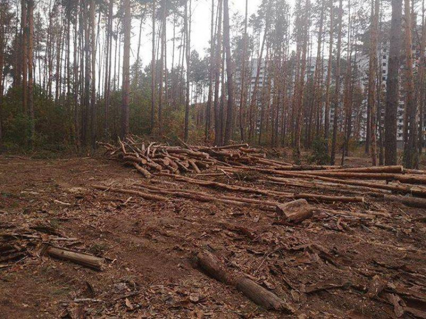  Вырубка деревьев в Северном лесу обернулась уголовным делом в Воронеже