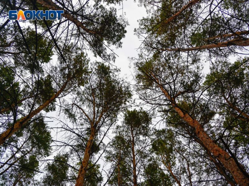 Под Воронежем снова незаконно рубят деревья