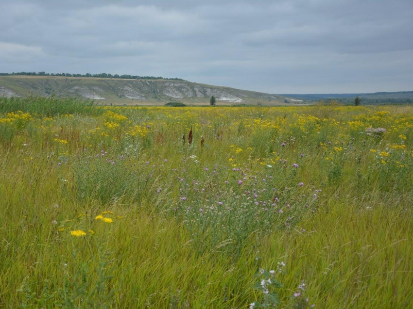 Охранные обязательства оформят для 187 памятников природы в Воронежской области