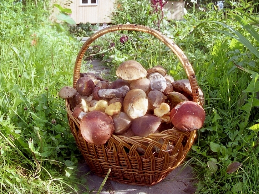 В Воронеже увеличилось число умерших от отравления грибами