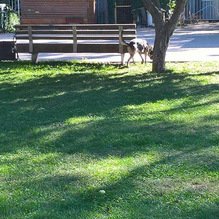 Большая собака, разгуливающая без поводка по парку, испугала воронежцев