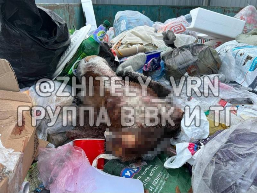 Отрезанную голову нашли на мусорке в Воронеже 