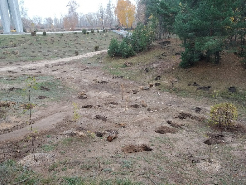 На «Песчаном логу» в Воронеже исчезли деревья, посаженные весной
