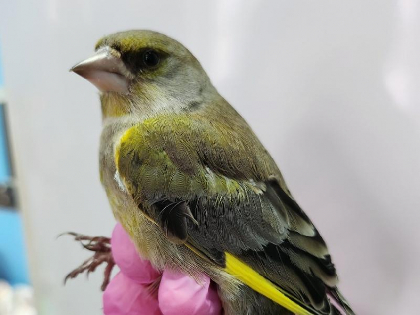 Зеленую певчую птичку показали на фото в Воронеже