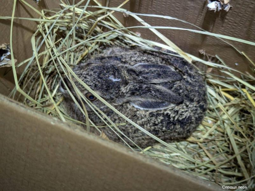 Ослабленного крошечного малыша спасли под Воронежем